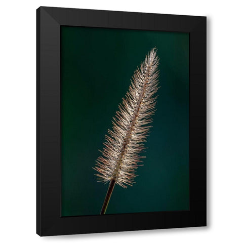 Foxtail grass Black Modern Wood Framed Art Print with Double Matting by Richardson, Larry