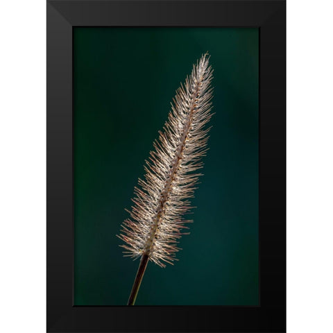 Foxtail grass Black Modern Wood Framed Art Print by Richardson, Larry