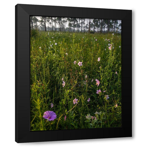 Marsh Mallow blooms in a South Florida prairie Black Modern Wood Framed Art Print by Richardson, Larry