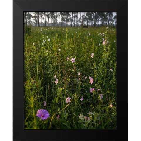 Marsh Mallow blooms in a South Florida prairie Black Modern Wood Framed Art Print by Richardson, Larry