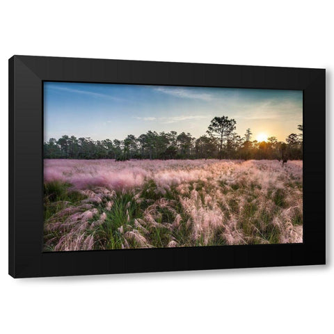 Pink blooming Muhly grass fills a recently burned prairie in south Florida Black Modern Wood Framed Art Print with Double Matting by Richardson, Larry