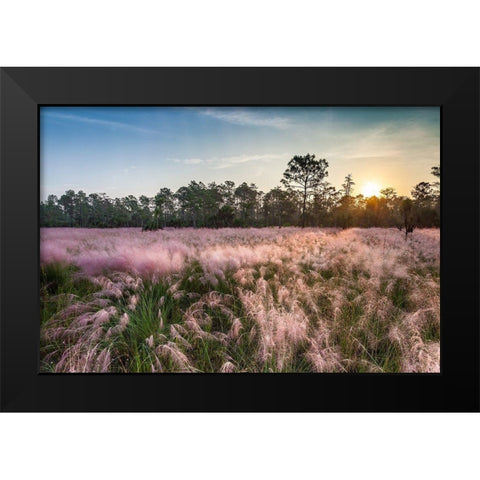 Pink blooming Muhly grass fills a recently burned prairie in south Florida Black Modern Wood Framed Art Print by Richardson, Larry