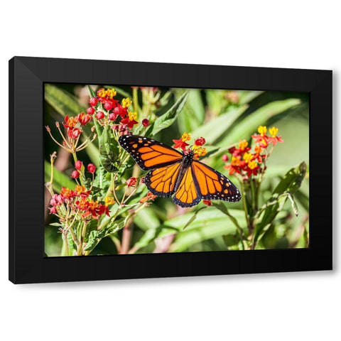 Monarch butterfly lights on a milkweed bloom Black Modern Wood Framed Art Print with Double Matting by Richardson, Larry