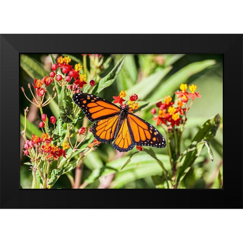 Monarch butterfly lights on a milkweed bloom Black Modern Wood Framed Art Print by Richardson, Larry