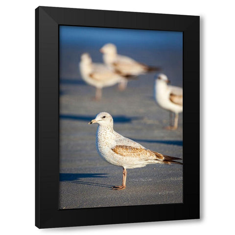 Portrait of a ring-billed gull Black Modern Wood Framed Art Print with Double Matting by Richardson, Larry