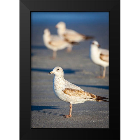 Portrait of a ring-billed gull Black Modern Wood Framed Art Print by Richardson, Larry