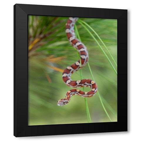 Corn Snake in long-leaf pine A docile non-venomous snake found throughout Florida Black Modern Wood Framed Art Print with Double Matting by Pryor, Maresa