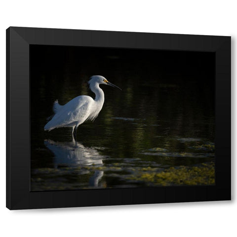 Snowy Egret hunting-Merritt Island National Wildlife Refuge-Florida Black Modern Wood Framed Art Print with Double Matting by Pryor, Maresa