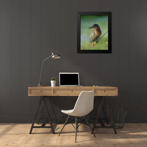 Green heron-Butorides virescens-Green Cay Wetlands-Florida Black Modern Wood Framed Art Print by Pryor, Maresa