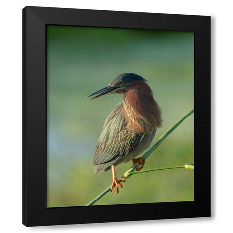 Green heron-Butorides virescens-Green Cay Wetlands-Florida Black Modern Wood Framed Art Print with Double Matting by Pryor, Maresa