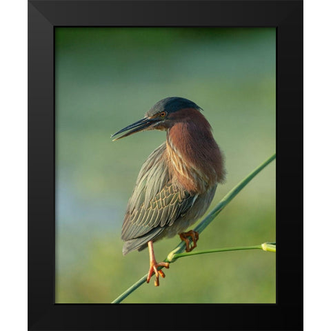 Green heron-Butorides virescens-Green Cay Wetlands-Florida Black Modern Wood Framed Art Print by Pryor, Maresa