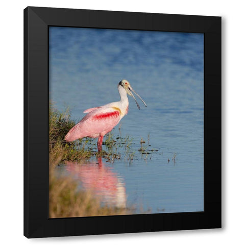 Roseate spoonbill agitated-Merritt island National Wildlife Refuge-Florida-USA Black Modern Wood Framed Art Print by Pryor, Maresa