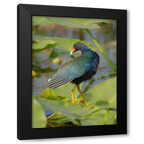 Purple gallinule-Arthur R Marshall Loxahatchee National Wildlife Refuge-Marsh Trail-Florida Black Modern Wood Framed Art Print with Double Matting by Pryor, Maresa