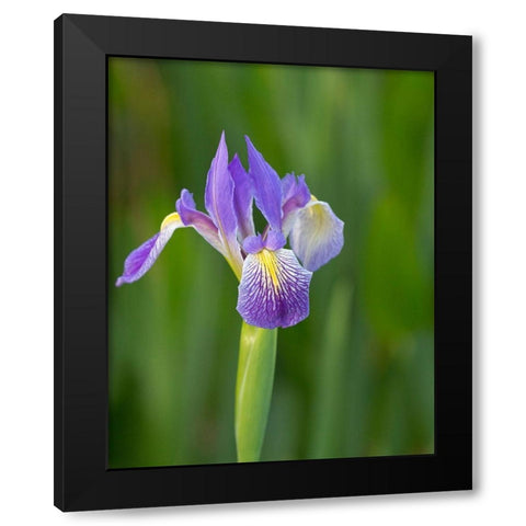 Southern blue flag iris-Iris virginica-Loxahatchee National Wildlife Refuge-Florida Black Modern Wood Framed Art Print by Pryor, Maresa