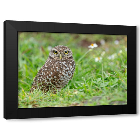 Burrowing owl-Athene cunicularia-Florida Black Modern Wood Framed Art Print by Pryor, Maresa