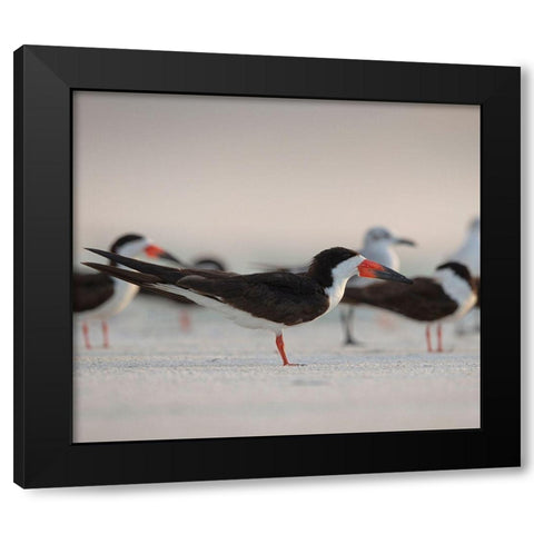 Black Skimmers on Lido Beach-Florida Black Modern Wood Framed Art Print with Double Matting by Pryor, Maresa