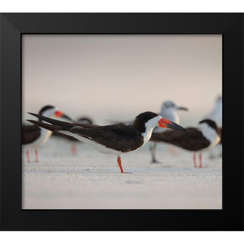 Black Skimmers on Lido Beach-Florida Black Modern Wood Framed Art Print by Pryor, Maresa