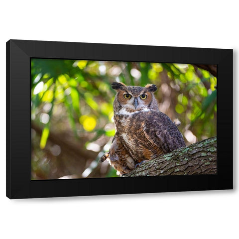 Portrait of a Great Horned Owl-perched in a tree Black Modern Wood Framed Art Print with Double Matting by Haddad, Sheila