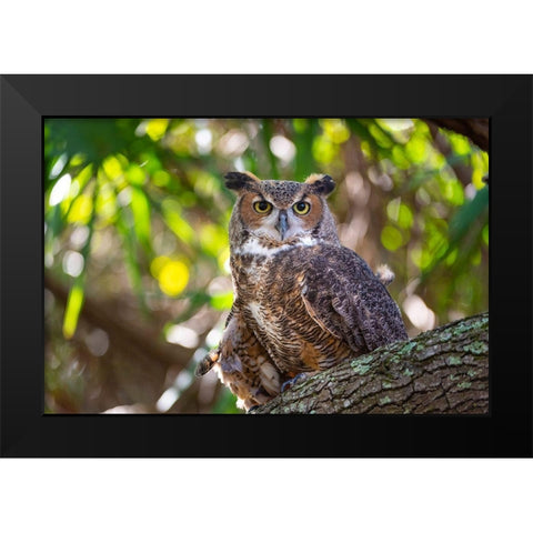 Portrait of a Great Horned Owl-perched in a tree Black Modern Wood Framed Art Print by Haddad, Sheila
