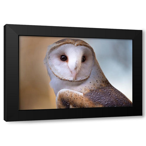 A Barn Owl-close up-looking directly on Black Modern Wood Framed Art Print with Double Matting by Haddad, Sheila
