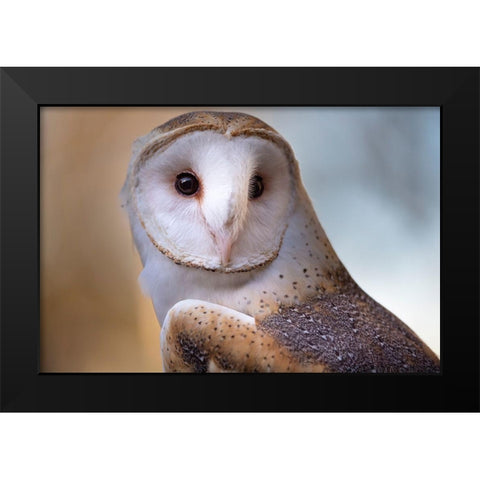 A Barn Owl-close up-looking directly on Black Modern Wood Framed Art Print by Haddad, Sheila