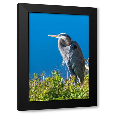 A hunched Great Blue Heron by the side of deep blue water-standing in brush Black Modern Wood Framed Art Print with Double Matting by Haddad, Sheila
