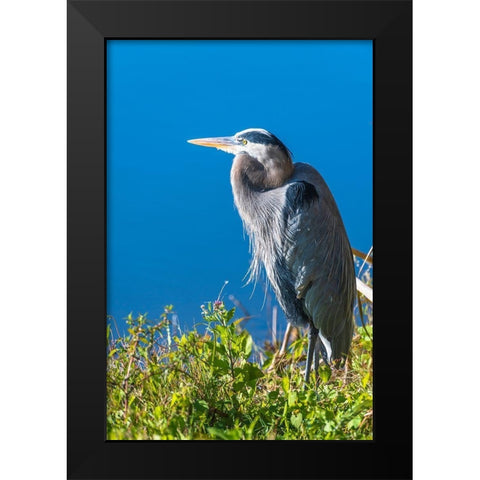 A hunched Great Blue Heron by the side of deep blue water-standing in brush Black Modern Wood Framed Art Print by Haddad, Sheila