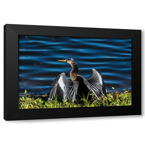 A male Anhinga-drying with wings open-mating season-the eye is ringed green/blue Black Modern Wood Framed Art Print by Haddad, Sheila