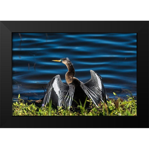 A male Anhinga-drying with wings open-mating season-the eye is ringed green/blue Black Modern Wood Framed Art Print by Haddad, Sheila