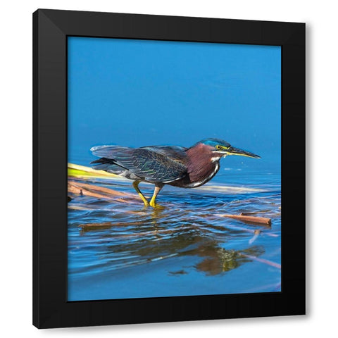 A green Heron paused as he looks for his next meal Black Modern Wood Framed Art Print with Double Matting by Haddad, Sheila