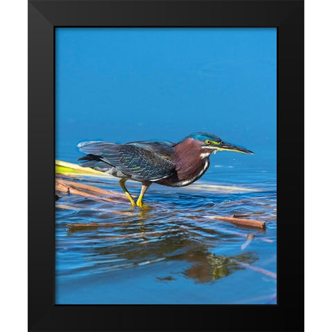 A green Heron paused as he looks for his next meal Black Modern Wood Framed Art Print by Haddad, Sheila