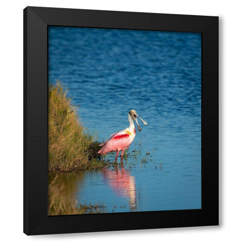 A Roseate Spoonbill standing in water calling out-sign of stress Black Modern Wood Framed Art Print with Double Matting by Haddad, Sheila