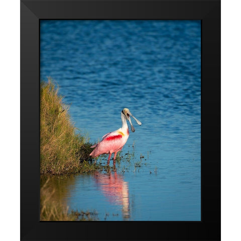 A Roseate Spoonbill standing in water calling out-sign of stress Black Modern Wood Framed Art Print by Haddad, Sheila