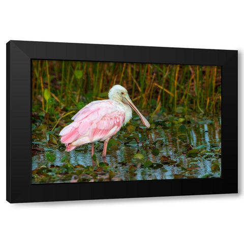 A Roseate Spoonbill standing in water in Orlando Wetlands-Florida Black Modern Wood Framed Art Print with Double Matting by Haddad, Sheila