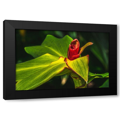 African arrowroot plant Black Modern Wood Framed Art Print with Double Matting by Perry, William