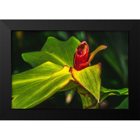 African arrowroot plant Black Modern Wood Framed Art Print by Perry, William