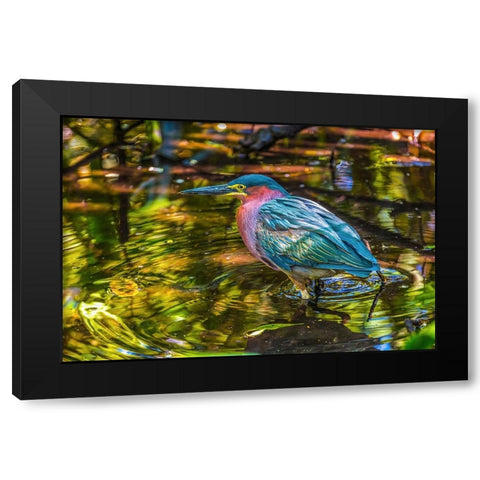 Colorful green heron fishing-Florida Black Modern Wood Framed Art Print with Double Matting by Perry, William