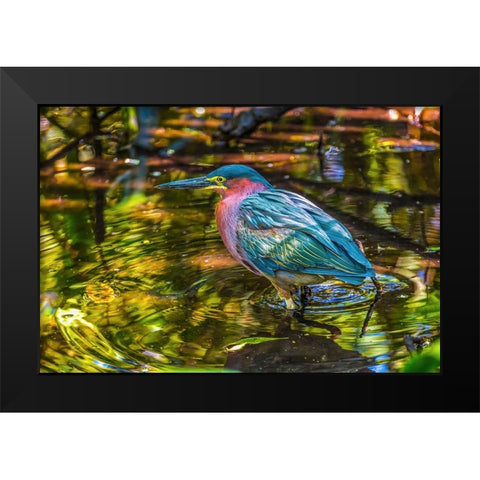 Colorful green heron fishing-Florida Black Modern Wood Framed Art Print by Perry, William