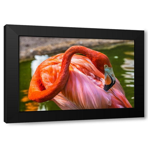 Colorful American Caribbean Flamingo-Florida Black Modern Wood Framed Art Print by Perry, William