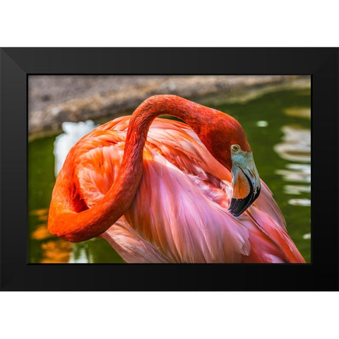 Colorful American Caribbean Flamingo-Florida Black Modern Wood Framed Art Print by Perry, William
