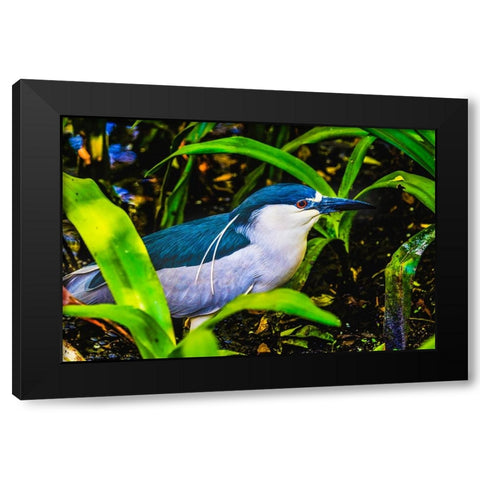 Colorful black crowned night heron fishing-Florida Black Modern Wood Framed Art Print by Perry, William