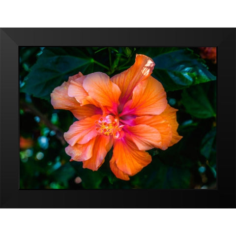 Tropical hibiscus flowers-Florida-Tropical hibiscus has many varieties Black Modern Wood Framed Art Print by Perry, William