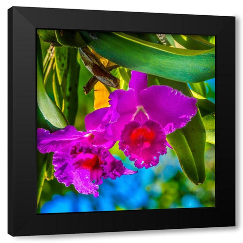 Tropical flowers-Florida Black Modern Wood Framed Art Print with Double Matting by Perry, William