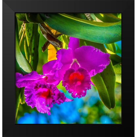 Tropical flowers-Florida Black Modern Wood Framed Art Print by Perry, William