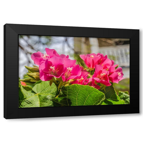 Pinkball hydrangea- Key West- Florida. Black Modern Wood Framed Art Print by Perry, William