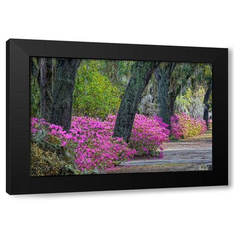 Rural road with azaleas and live oaks lining roadway-Bonaventure Cemetery-Savannah-Georgia Black Modern Wood Framed Art Print by Jones, Adam