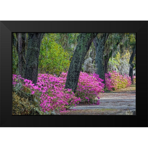 Rural road with azaleas and live oaks lining roadway-Bonaventure Cemetery-Savannah-Georgia Black Modern Wood Framed Art Print by Jones, Adam