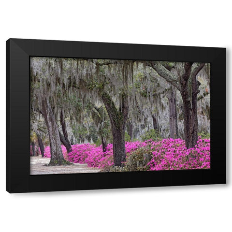 Live oak trees draped in Spanish moss and azaleas in full bloom in spring-Bonaventure Cemetery Black Modern Wood Framed Art Print with Double Matting by Jones, Adam