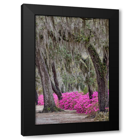 Bonaventure Cemetery-Georgia-Savannah Black Modern Wood Framed Art Print by Jones, Adam