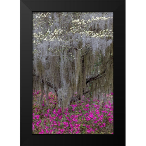 Flowering dogwood trees and azaleas in full bloom in spring-Bonaventure Cemetery-Savannah-Georgia Black Modern Wood Framed Art Print by Jones, Adam